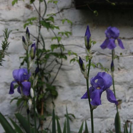 B&B Les Iris Брюссель Екстер'єр фото